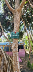 Pandanus tectorius