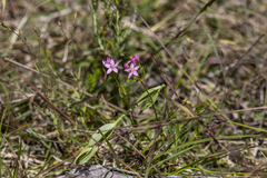 Centaurium tenuiflorum