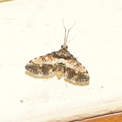Nacoleia amphicedalis