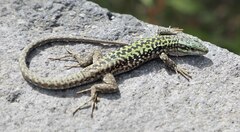 Podarcis siculus siculus