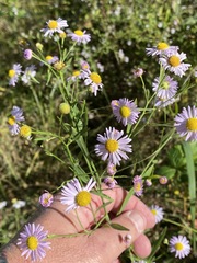 Boltonia asteroides