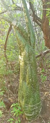 Adenia fruticosa subsp. simplicifolia image