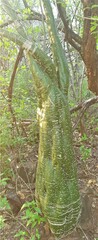 Adenia fruticosa image