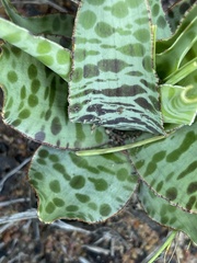 Ledebouria inquinata