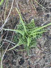 Ledebouria inquinata