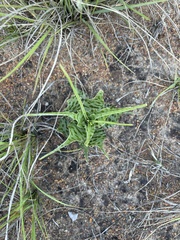 Ledebouria inquinata