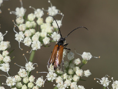 Paracorymbia fulva