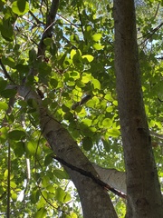 Ficus membranacea