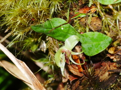 Chiloglottis cornuta