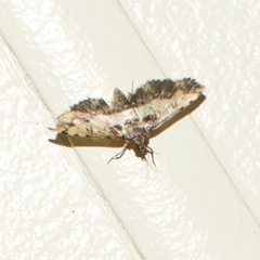 Nacoleia amphicedalis