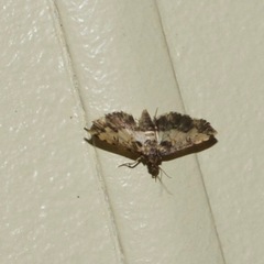 Nacoleia amphicedalis