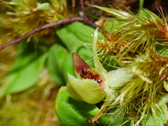 Chiloglottis cornuta