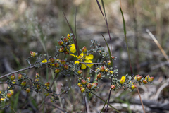 Hibbertia obtusifolia