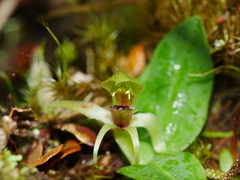 Chiloglottis cornuta