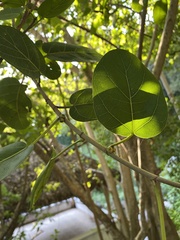 Ficus membranacea