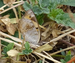 Junonia hierta cebrene