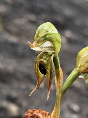 Pterostylis