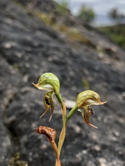 Pterostylis