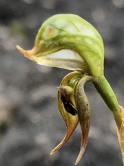 Pterostylis