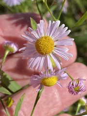 Boltonia asteroides