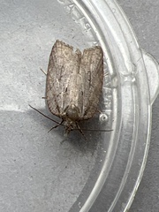 Acleris sparsana