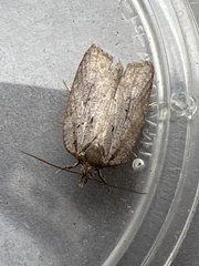 Acleris sparsana