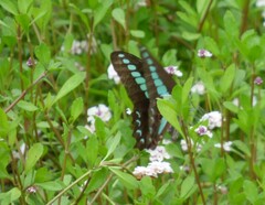 Graphium sarpedon nipponum