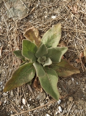 Verbascum