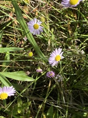 Boltonia asteroides