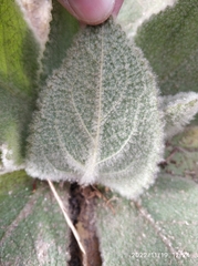Verbascum