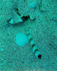 Amblyeleotris steinitzi