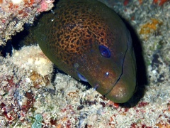 Gymnothorax javanicus