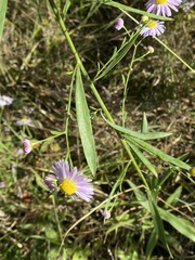 Boltonia asteroides