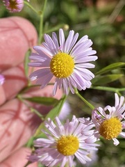 Boltonia asteroides