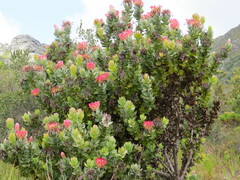 Protea eximia