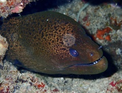 Gymnothorax javanicus