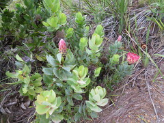 Protea eximia