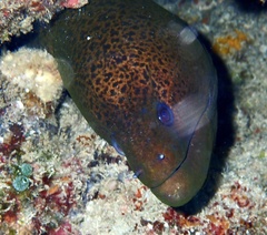 Gymnothorax javanicus