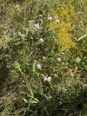 Boltonia asteroides