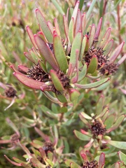 Leucadendron glaberrimum erubescens