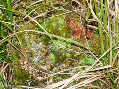 Chiloglottis cornuta