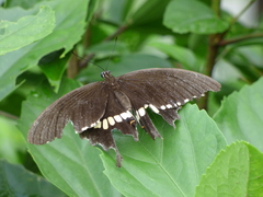 Papilio polytes