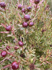 Leucadendron glaberrimum erubescens