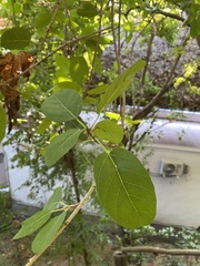 Ficus membranacea