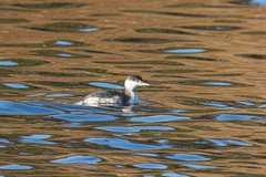 Podiceps auritus cornutus