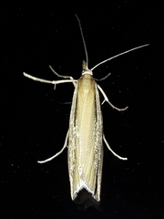 Orocrambus