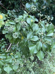 Hedera helix