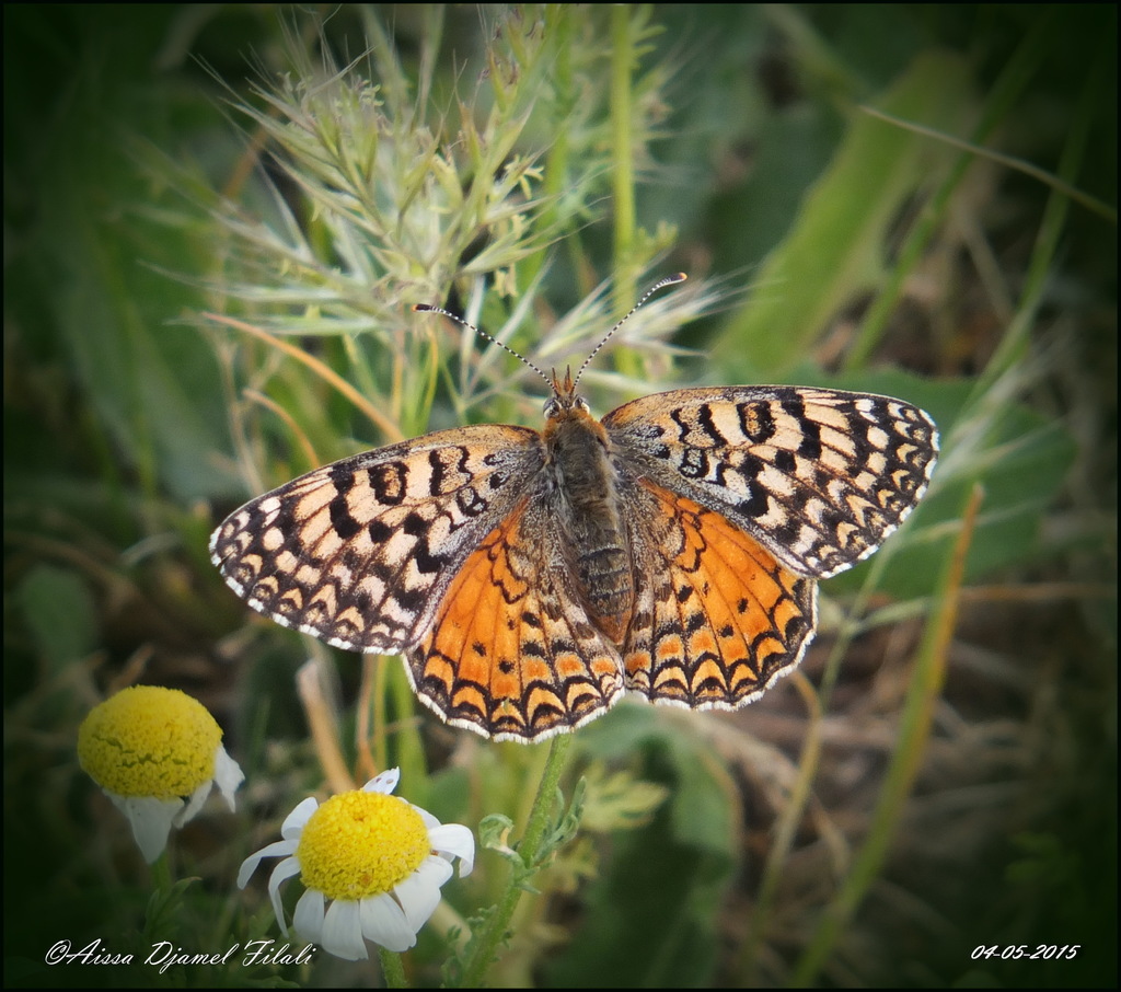 Aetherie Fritillary