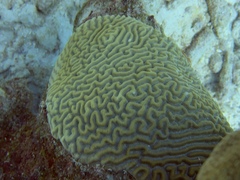 Pseudodiploria strigosa