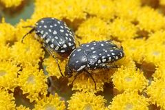 Oxythyrea testaceoguttata